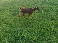 Kambing betina, Goats — foto 2