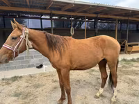 Hingst, Heste — foto 2