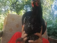 Brahma — foto 1