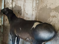قوچ, Hissar sheep — عکس 2