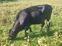 암소, Russian Black pied cattle — 사진 1