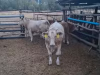 Bulle, Simmental cattle — Foto 1