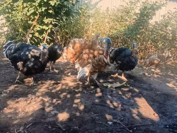 Turkeys — Kyrgyzstan