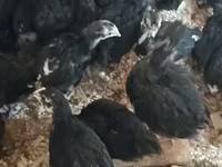 Chickens — foto 3