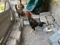 Chickens — عکس 5