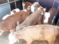 Toro, Simmental cattle — foto 3
