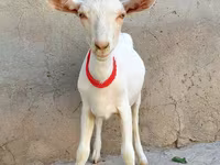 Keçi, Saanen goat — foto 2