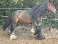 Айғыр, Gypsy horse — 1-сурет