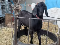 암염소, Beetal goats — 사진 2