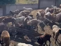 Oaie, Dorper sheep — foto 3