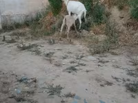 Keçi, Saanen goat — foto 6