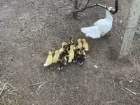 Ducks — 사진 3