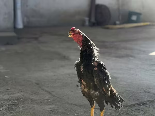 Chickens