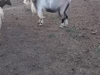 بز نر, Nubian Goat — عکس 1