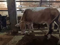 Ko, Simmental cattle — foto 5