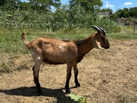 Buk, Nubian Goat — foto 5