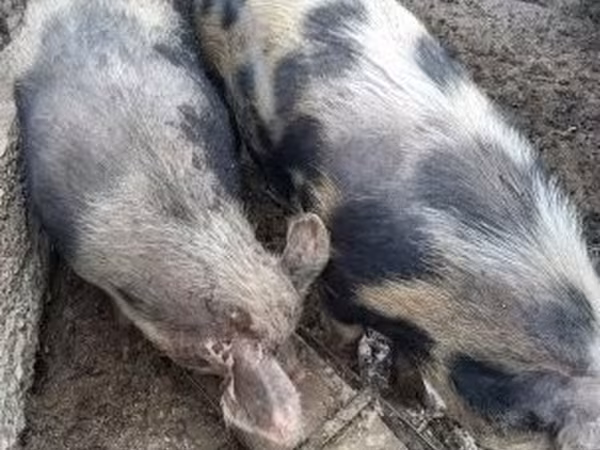 Sow,  — Hungary