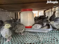 Quails — รูปภาพ 3