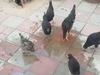 Chickens — fotografija 4