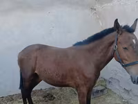 Kůň, Koně — foto 2