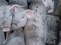 Boar, Pigs — photo 4