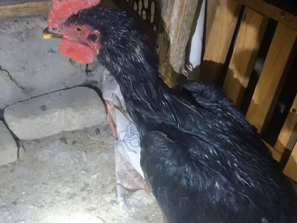 Chickens