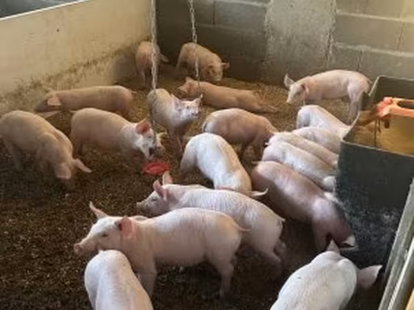 سؤر, Крупная белая