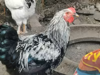Brahma — foto 1