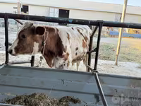 گاو ماده, Simmental cattle — عکس 3
