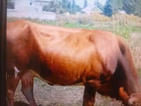 Krowa, Bydło — zdjęcie 2