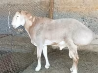 قوچ, Rhon sheep — عکس 6