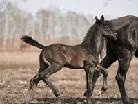 Hingst, Trakehner — foto 2