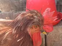 Chickens — zdjęcie 6