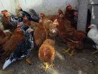 Chickens — 写真 1