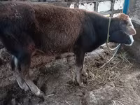 Byk, Bydło — zdjęcie 2