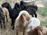 میش, Arashan sheep — عکس 1