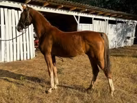 Yegua, Dutch warmblood horse — foto 3