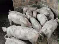 Schweine (Partie, Geschlecht nicht angegeben), Пьетрен — Foto 3
