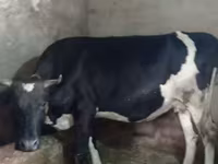 گاو ماده, Russian Black pied cattle — عکس 1