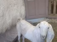 Jarac, Beetal goats — fotografija 2