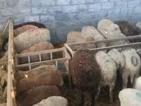በግ, Sheep — ፎቶ 7