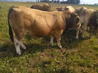 Byk, Aubrac cattle — zdjęcie 5