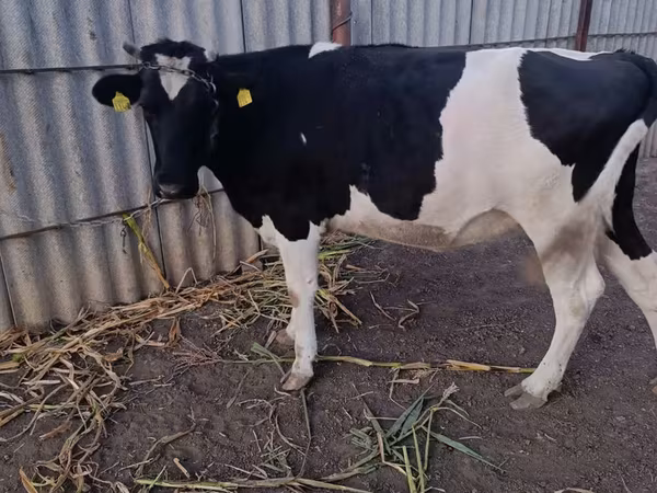 Ko, Holstein-race