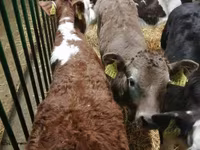 Skot (série, pohlaví neuvedeno), Simmental cattle — foto 3