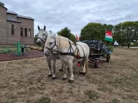 Klisna, Percheron — foto 8