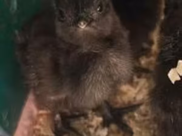 アヤム・チャマニ