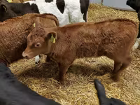 Skot (série, pohlaví neuvedeno), Simmental cattle — foto 5