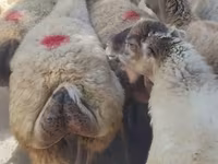 Kambing jantan, Sheep — foto 4