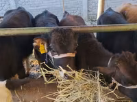 گاو ماده, Swiss cattle — عکس 2