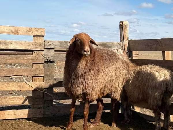 Ovce, Kazakh fat-tailed coarsewool sheep